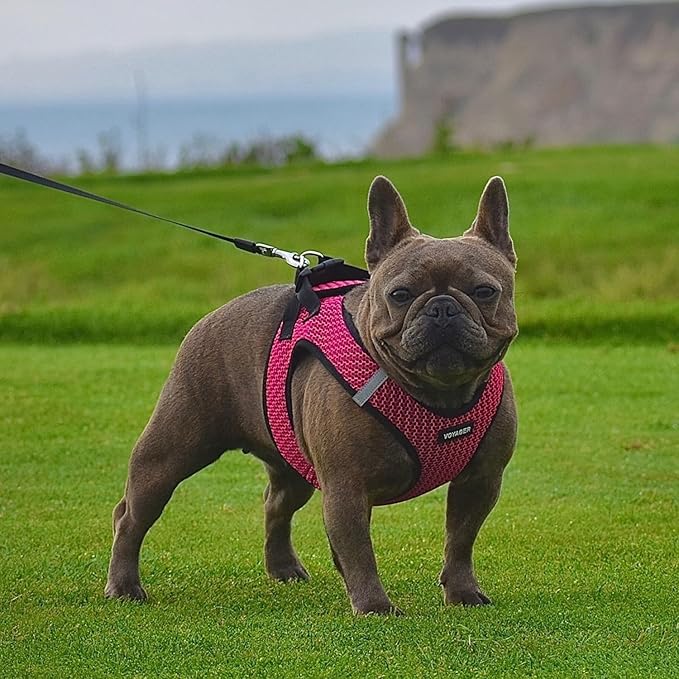 Voyager Step-in Air All Weather Mesh Harness and Reflective Dog 5 ft Leash Combo with Neoprene Handle, for Small, Medium and Large Breed Puppies by Best Pet Supplies - Fuchsia (2-Tone), S
