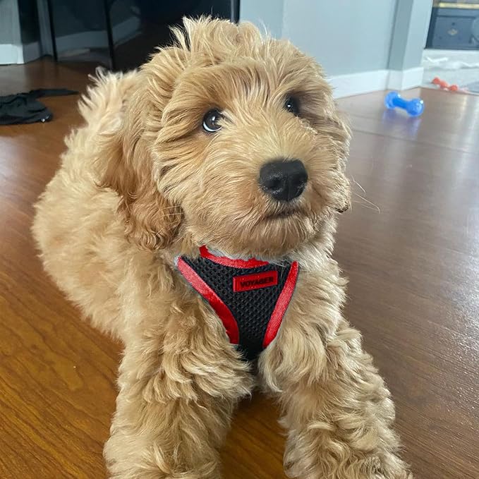 Voyager Step-in Air All Weather Mesh Harness and Reflective Dog 5 ft Leash Combo with Neoprene Handle, for Small, Medium and Large Breed Puppies by Best Pet Supplies - Red Trim, XS