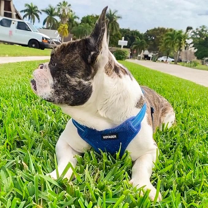 Best Pet Supplies Voyager Mesh Dog Breathable Harness Reflective Stitching, All Weather Adjustable for Walking Training, or Running - Heavy Duty & Durable, Harness Leash Set (Royal Blue), XL