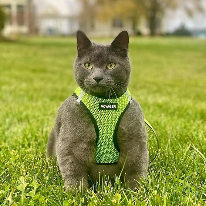 Best Pet Supplies Voyager Step-in Air Harness - All Weather Mesh, Reflective, No Pull Harness for Dogs, Cats - Secure with Hook & Loop Fastener, Buckle, Double D-Rings - Lime Green 2-Tone, M