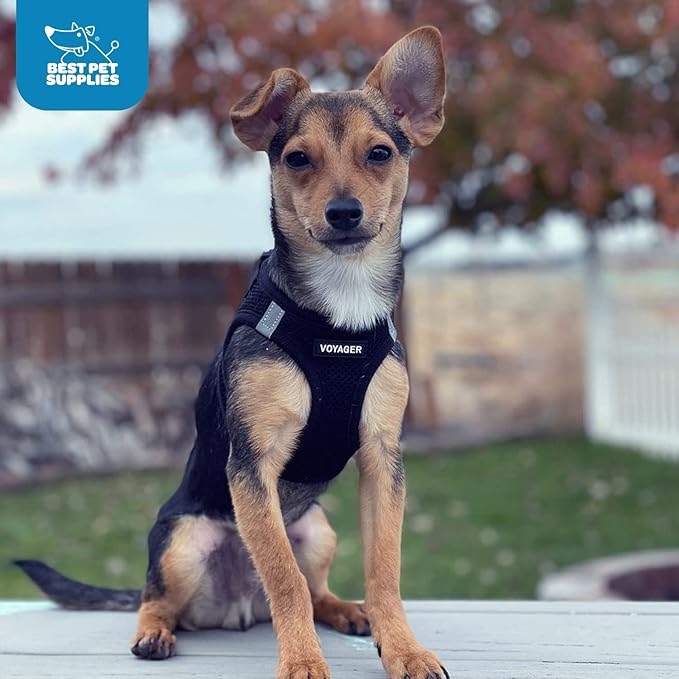 Best Pet Supplies Voyager Step-in Air Harness - All Weather Mesh, Reflective, No Pull Harness for Dogs, Cats - Secure with Hook & Loop Fastener, Buckle, Double D-Rings - Black, S