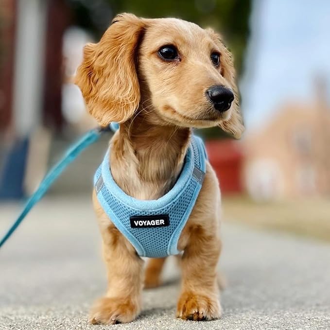 Best Pet Supplies Voyager Step-in Air Harness - All Weather Mesh, Reflective, No Pull Harness for Dogs, Cats - Secure with Hook & Loop Fastener, Buckle, Double D-Rings - Baby Blue, M