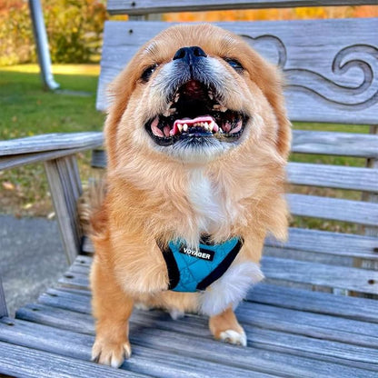Best Pet Supplies - All Weather Mesh/Plush, Reflective, No Pull Harness for Small, Medium Dogs, Cats - Secure with Hook & Loop Fastener, Buckle, Double D-Rings - Turquoise Plush, XS