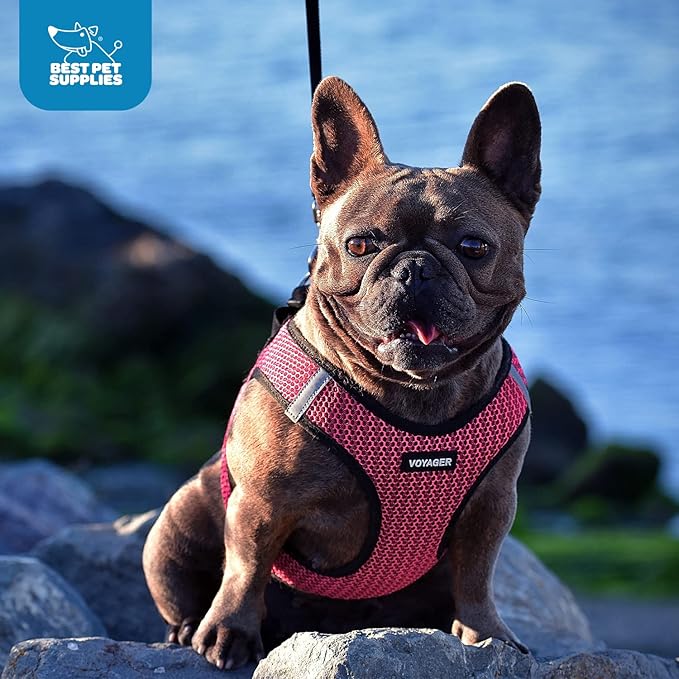 Best Pet Supplies Voyager Step-in Air Harness - All Weather Mesh, Reflective, No Pull Harness for Dogs, Cats - Secure with Hook & Loop Fastener, Buckle, Double D-Rings - Purple/Black Trim, L