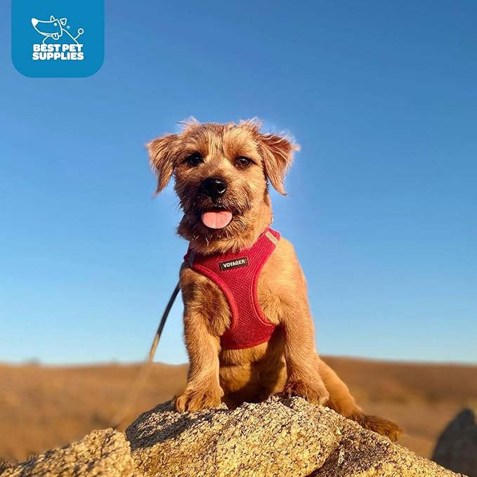 Best Pet Supplies Voyager Step-in Air Harness - All Weather Mesh, Reflective, No Pull Harness for Dogs, Cats - Secure with Hook & Loop Fastener, Buckle, Double D-Rings - Red, M