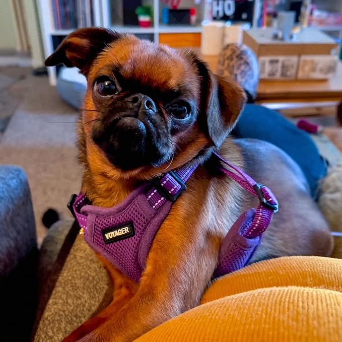 Best Pet Supplies Voyager Mesh Dog Breathable Harness Reflective Stitching, All Weather Adjustable for Walking Training, or Running - Heavy Duty & Durable, Harness Leash Set (Purple), S
