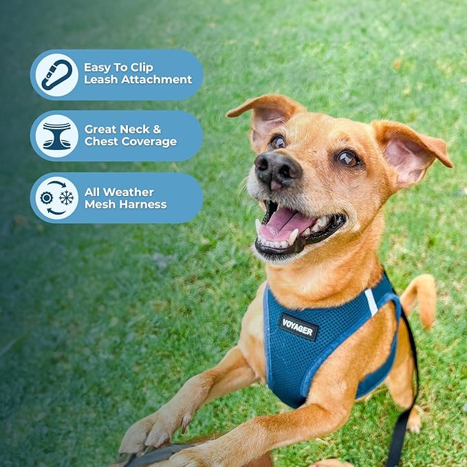 Voyager Step-in Air All Weather Mesh Harness and Reflective Dog 5 ft Leash Combo with Neoprene Handle, for Small, Medium and Large Breed Puppies by Best Pet Supplies - Set (Turquoise), M