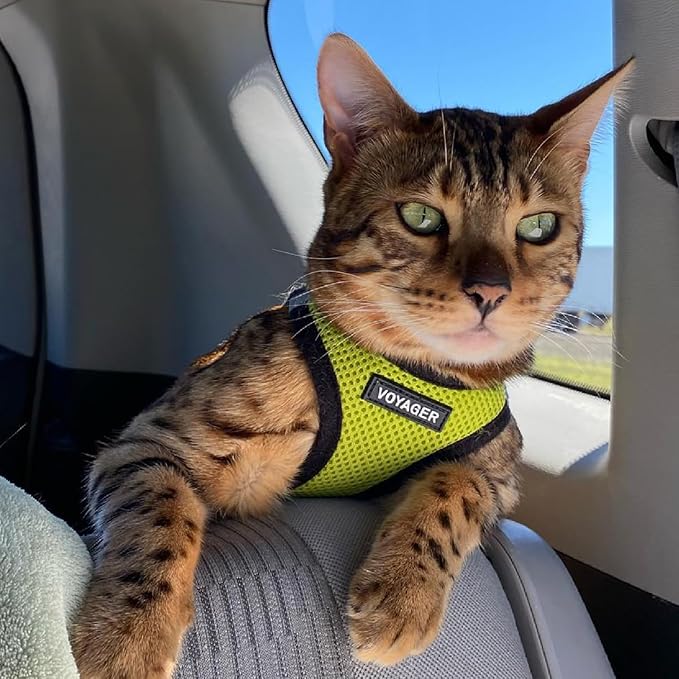 Best Pet Supplies Voyager Step-in Air Harness - All Weather Mesh, Reflective, No Pull Harness for Dogs, Cats - Secure with Hook & Loop Fastener, Buckle, Double D-Rings - Lime Green/Black Trim, XL