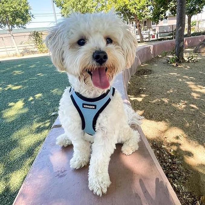 Voyager Step-in Air All Weather Mesh Harness and Reflective Dog 5 ft Leash Combo with Neoprene Handle, for Small, Medium and Large Breed Puppies by Best Pet Supplies - Baby Blue/Black Trim, XX-Small