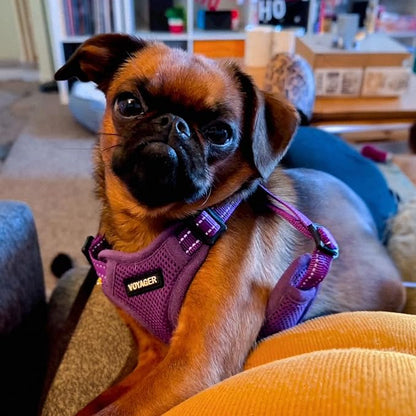 Best Pet Supplies Voyager Mesh Dog Breathable Harness Reflective Stitching, All Weather Adjustable for Walking Training, or Running - Heavy Duty & Durable, Harness (Purple), XL