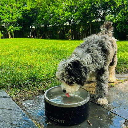 Coldest Dog Bowl - Anti Rust Metal, Non Slip, 3 Layers Insulated Stainless Steel Dog Bowls - Spill Proof & Heavy Duty - Water Bowl for Dogs, Cats & Pets, Dish Washer Safe (64 oz, Into The Beyond)