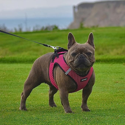 Best Pet Supplies Voyager Step-in Air Harness - All Weather Mesh, Reflective, No Pull Harness for Dogs, Cats - Secure with Hook & Loop Fastener, Buckle, Double D-Rings - Fuchsia 2-Tone, XL