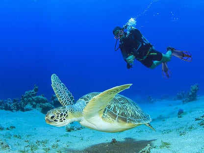 Snorkeling Gear for Adults with Fins Scuba Diving Gear Adult Professional Travel Snorkel Sets with Flippers,Anti-Fog Anti-Leak Diving Mask