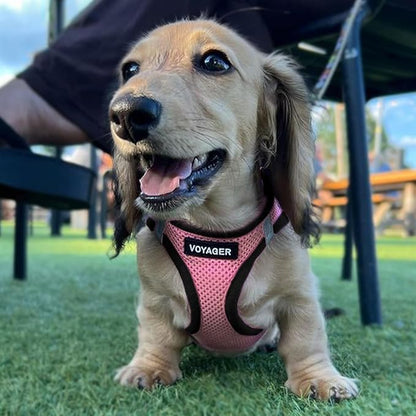 Best Pet Supplies Voyager Step-in Air Harness - All Weather Mesh, Reflective, No Pull Harness for Dogs, Cats - Secure with Hook & Loop Fastener, Buckle, Double D-Rings - Pink/Black Trim, S