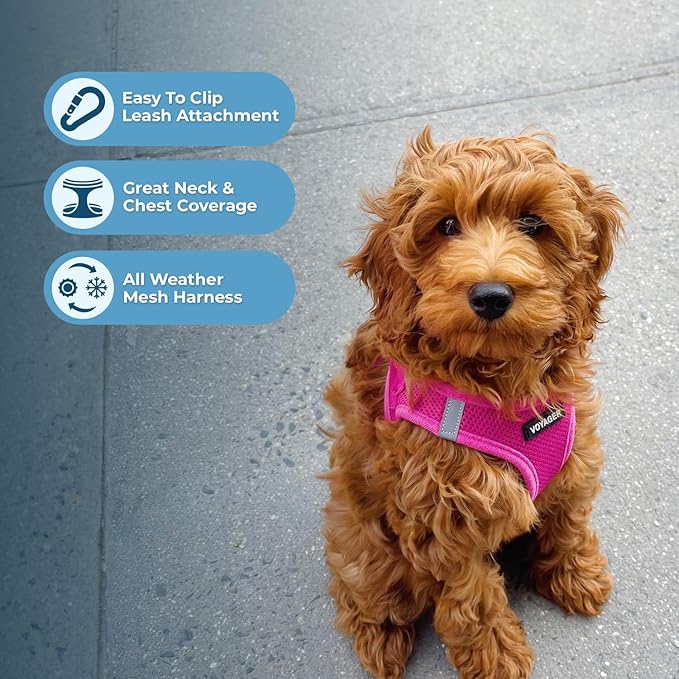 Voyager Step-in Air Cat Harness - All Weather Mesh Step in Vest Harness for Small and Medium Cats by Best Pet Supplies - Set (Fuchsia), XXS
