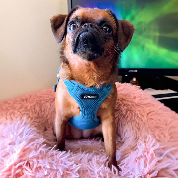 Best Pet Supplies Voyager Mesh Dog Breathable Harness Reflective Stitching, All Weather Adjustable for Walking Training, or Running - Heavy Duty & Durable, Harness (Turquoise), XL
