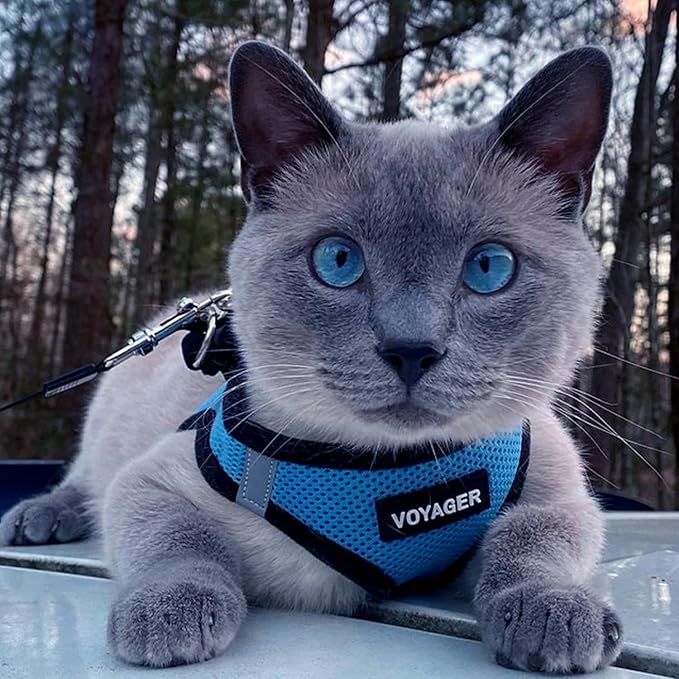 Voyager Step-in Air All Weather Mesh Harness and Reflective Dog 5 ft Leash Combo with Neoprene Handle, for Small, Medium and Large Breed Puppies by Best Pet Supplies - Baby Blue/Black Trim, XX-Small