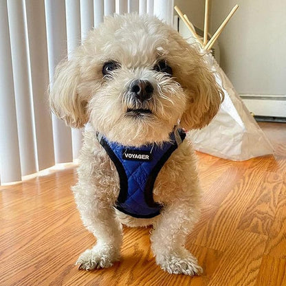 Best Pet Supplies - All Weather Mesh/Plush, Reflective, No Pull Harness for Small, Medium Dogs, Cats - Secure with Hook & Loop Fastener, Buckle, Double D-Rings - Royal Blue Faux Leather, XS