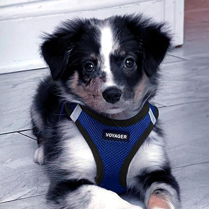 Voyager Step-in Air All Weather Mesh Harness and Reflective Dog 5 ft Leash Combo with Neoprene Handle, for Small, Medium and Large Breed Puppies by Best Pet Supplies - Royal Blue/Black Trim, X-Large