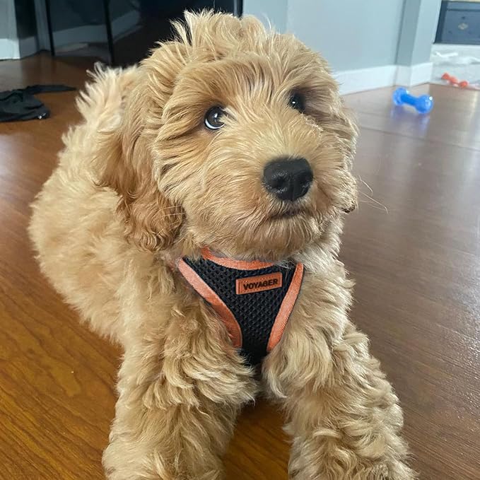 Voyager Step-in Air All Weather Mesh Harness and Reflective Dog 5 ft Leash Combo with Neoprene Handle, for Small, Medium and Large Breed Puppies by Best Pet Supplies - Black/Orange Trim, X-Large