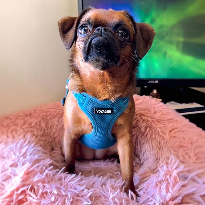 Best Pet Supplies Voyager Mesh Dog Breathable Harness Reflective Stitching, All Weather Adjustable for Walking Training, or Running - Heavy Duty & Durable, Harness Leash Set (Turquoise), M