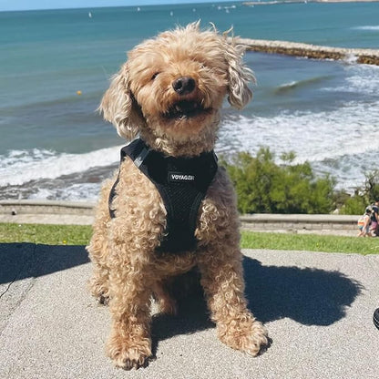 Best Pet Supplies Voyager Step-in Air Harness - All Weather Mesh, Reflective, No Pull Harness for Dogs, Cats - Secure with Hook & Loop Fastener, Buckle, Double D-Rings - Black, S