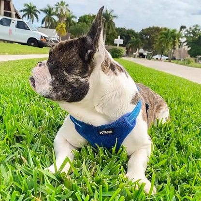 Best Pet Supplies Voyager Mesh Dog Breathable Harness Reflective Stitching, All Weather Adjustable for Walking Training, or Running - Heavy Duty & Durable, Harness Leash Set (Royal Blue), M