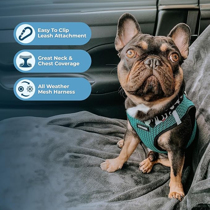 Voyager Step-in Air All Weather Mesh Harness and Reflective Dog 5 ft Leash Combo with Neoprene Handle, for Small, Medium and Large Breed Puppies by Best Pet Supplies - Turquoise (2-Tone), XS