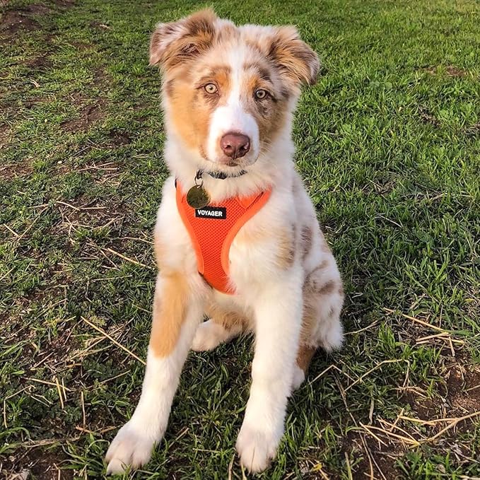 Best Pet Supplies Voyager Step-in Air Harness - All Weather Mesh, Reflective, No Pull Harness for Dogs, Cats - Secure with Hook & Loop Fastener, Buckle, Double D-Rings - Orange, XXXS