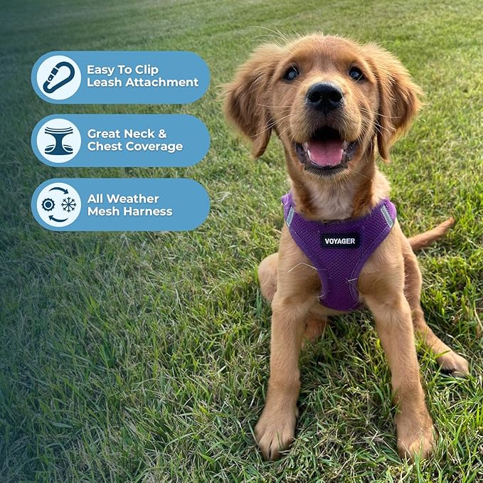 Voyager Step-in Air Cat Harness - All Weather Mesh Step in Vest Harness for Small and Medium Cats by Best Pet Supplies - Harness Leash Set (Purple), XXS