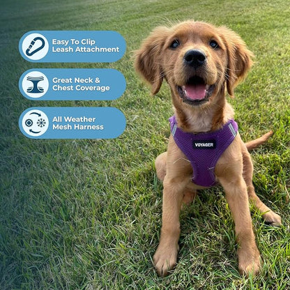 Voyager Step-in Air Cat Harness - All Weather Mesh Step in Vest Harness for Small and Medium Cats by Best Pet Supplies - Set (Purple), XXXS