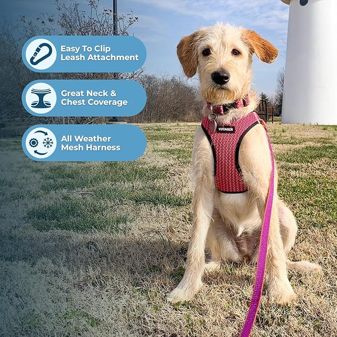 Best Pet Supplies Voyager Step-in Air Harness - All Weather Mesh, Reflective, No Pull Harness for Dogs, Cats - Secure with Hook & Loop Fastener, Buckle, Double D-Rings - Fuchsia 2-Tone, XL