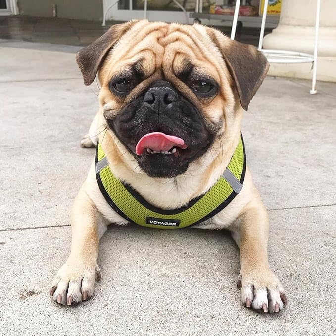 Voyager Step-in Air All Weather Mesh Harness and Reflective Dog 5 ft Leash Combo with Neoprene Handle, for Small, Medium and Large Breed Puppies by Best Pet Supplies - Lime/Black Trim, Large