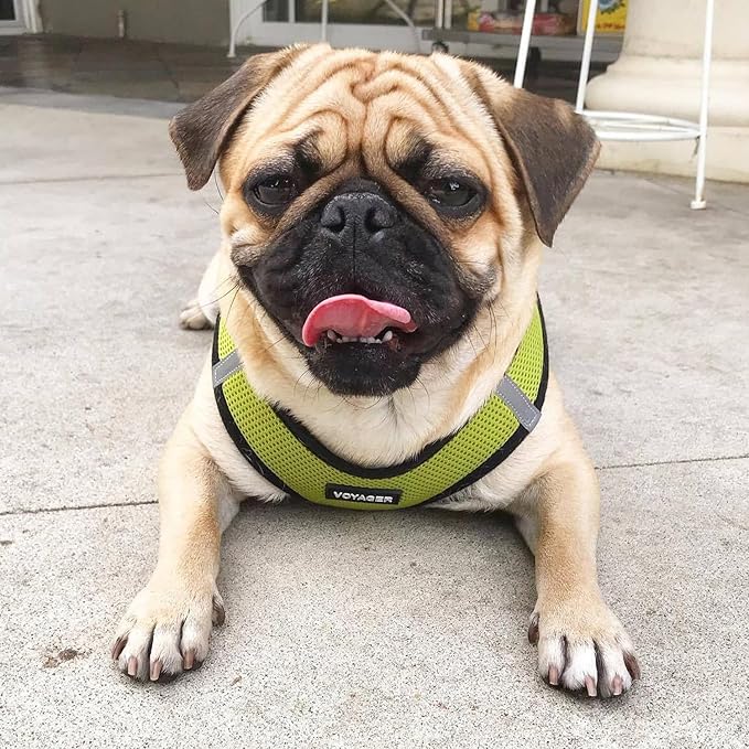 Best Pet Supplies Voyager Step-in Air Harness - All Weather Mesh, Reflective, No Pull Harness for Dogs, Cats - Secure with Hook & Loop Fastener, Buckle, Double D-Rings - Lime Green/Black Trim, XXS