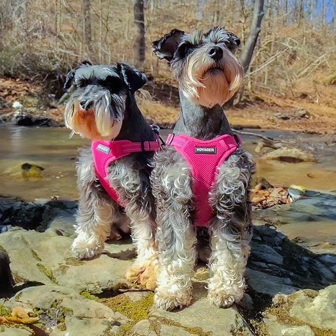 Best Pet Supplies Voyager Mesh Dog Breathable Harness Reflective Stitching, All Weather Adjustable for Walking Training, or Running - Heavy Duty & Durable, Harness (Fuchsia), XS