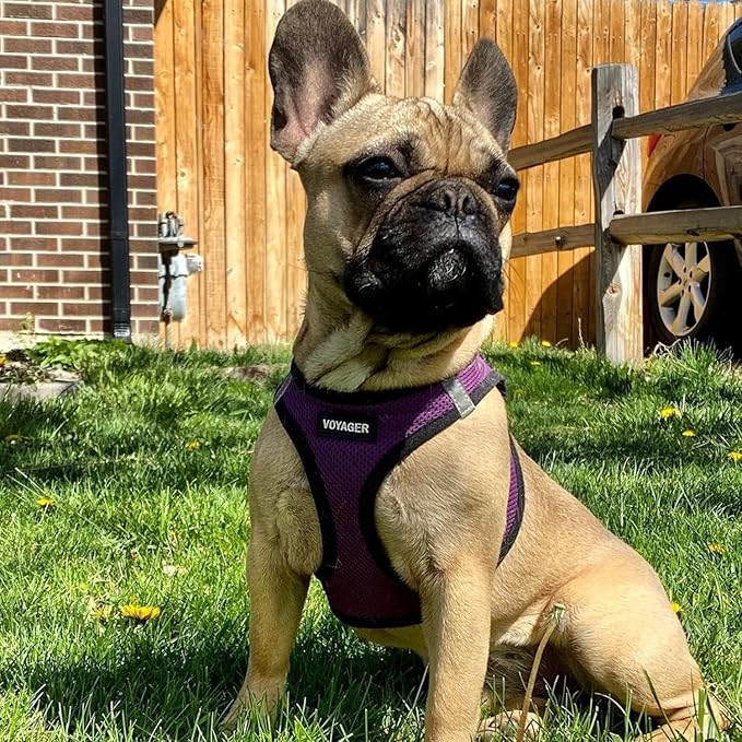 Voyager Step-in Air All Weather Mesh Harness and Reflective Dog 5 ft Leash Combo with Neoprene Handle, for Small, Medium and Large Breed Puppies by Best Pet Supplies - Purple/Black Trim, XX-Small